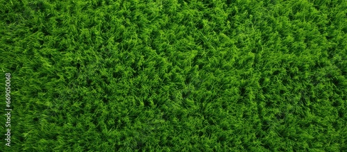Green lawn with a texture like a football field