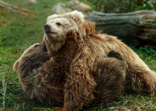 Himalayan Brown Bear in zoo