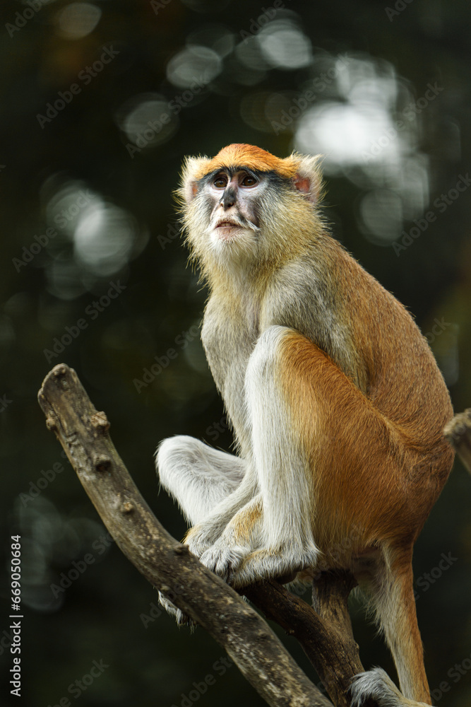 Naklejka premium Portrait of Patas monkey in zoo
