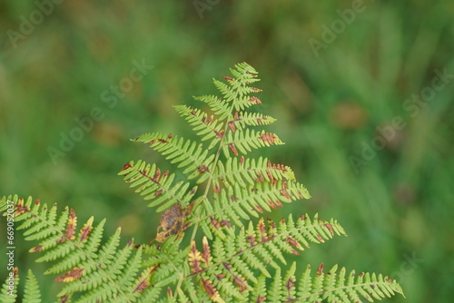 Adlerfarne, Pteridium aquilinum im Herbst