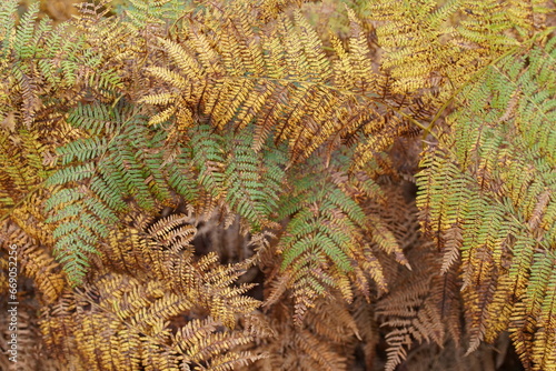 Adlerfarne, Pteridium aquilinum im Herbst