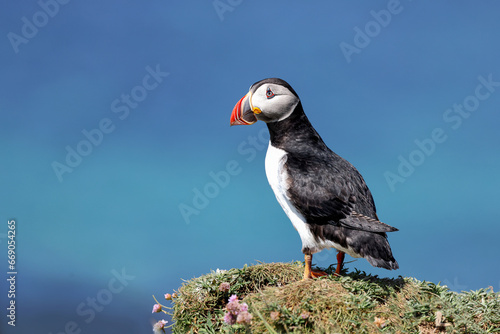 Cute Atlantic Puffin on the Treshnish Isles (Lunga), Scotland
