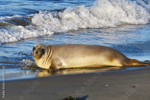Elephant Seal