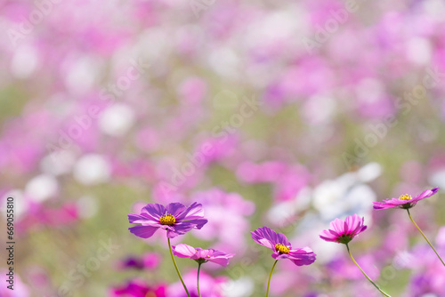 満開のコスモスの花 背景素材