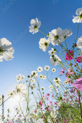 満開のコスモスの花と青空 背景素材