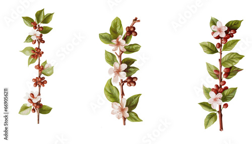 Coffee tree branches with red beans and flower in watercolor illustration