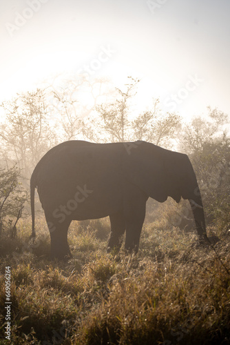African elephant close ups in Kruger National Park, South Africa