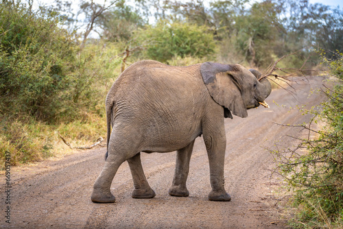 African elephant close ups in Kruger National Park  South Africa