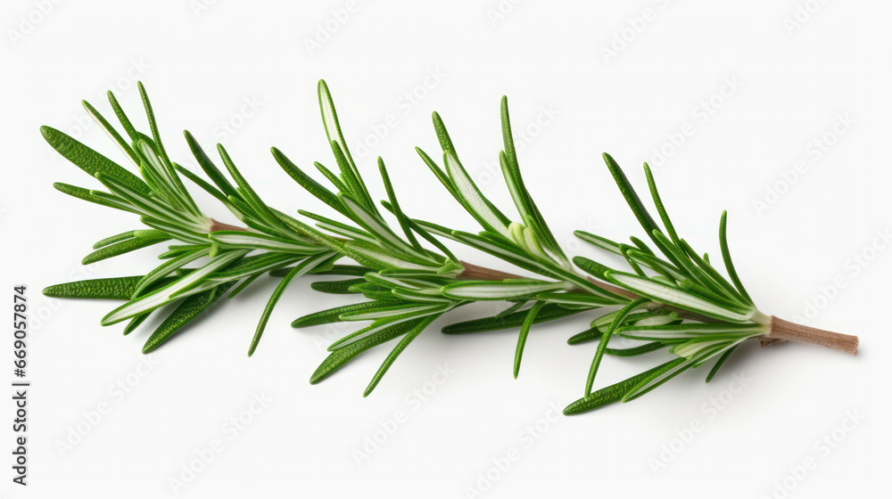 fresh rosemary isolated in on white