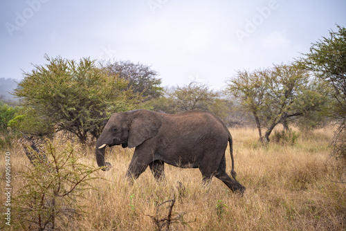 African elephant close ups in Kruger National Park  South Africa
