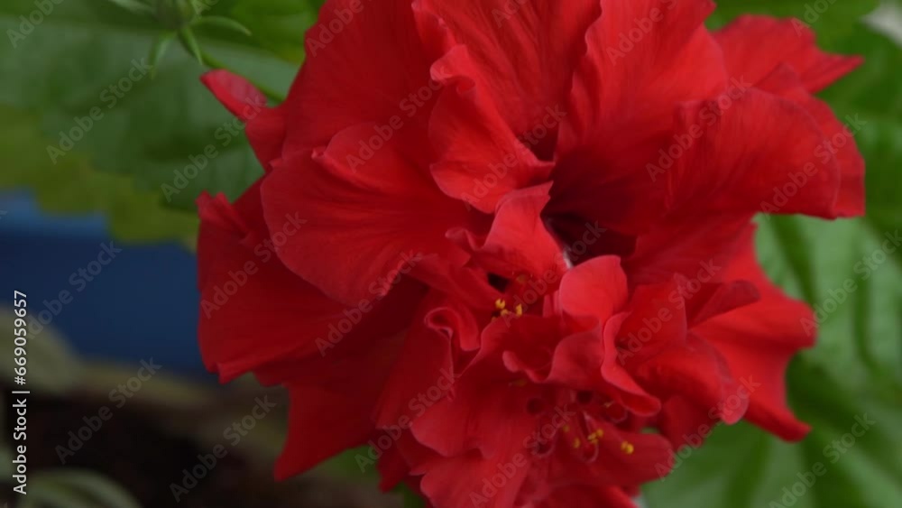 Red flower bud of Chinese hibiscus bloom. Hibiscus rosa-sinensis in garden greenery. Chinese rose or Hawaiian hibiscus botany plant. Nature gardening concept design. Green background Red flower bud of Chinese hibiscus bloom. Hibiscus rosa-sinensis in garden greenery. Chinese rose or Hawaiian hibiscus botany plant. Nature gardening concept design. Green background