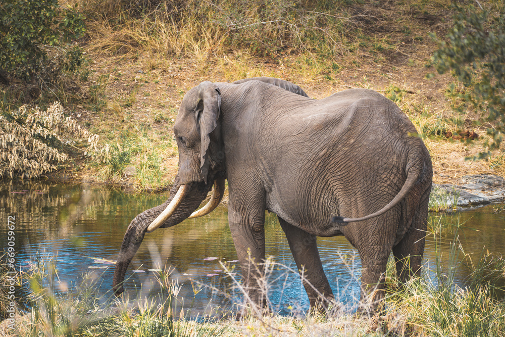 African elephant close ups in Kruger National Park, South Africa African elephant close ups in Kruger National Park, South Africa