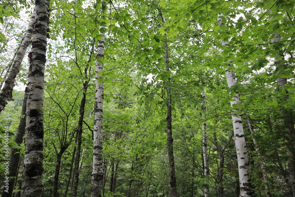 Fototapeta premium trees in the woods
