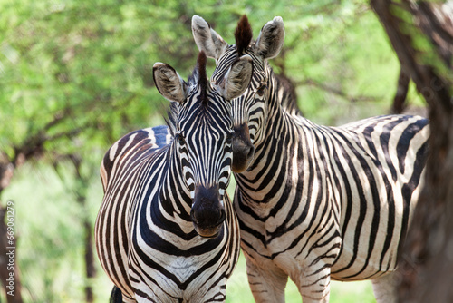 two zebra standing together in the grass in the african bush with acacia trees.