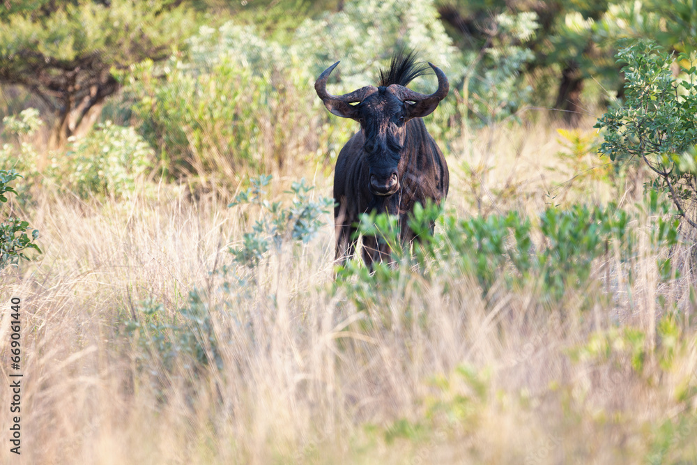wildebeest frontal view standing alert in the savannah in the tall grass wildebeest frontal view standing alert in the savannah in the tall grass