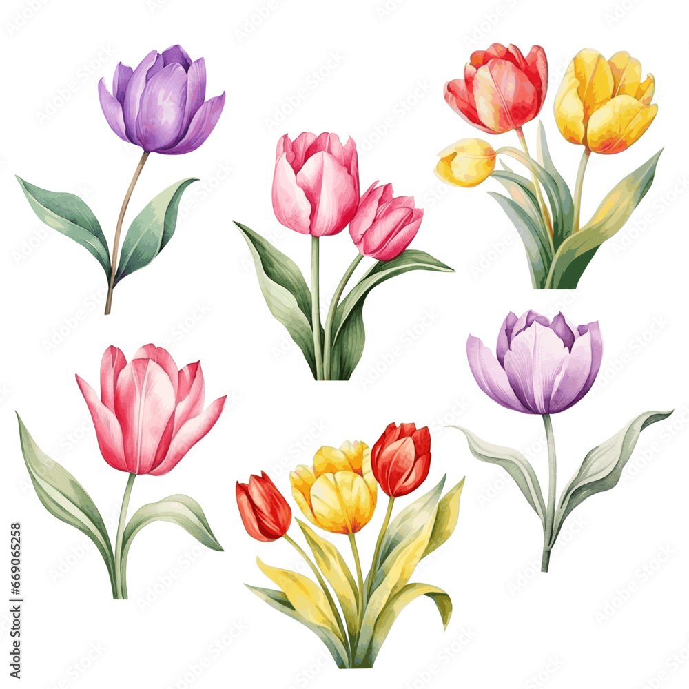 Beautiful color pink, yellow and purple tulip flower with leaves set watercolor paint on white. Beautiful color pink, yellow and purple tulip flower with leaves set watercolor paint on white.