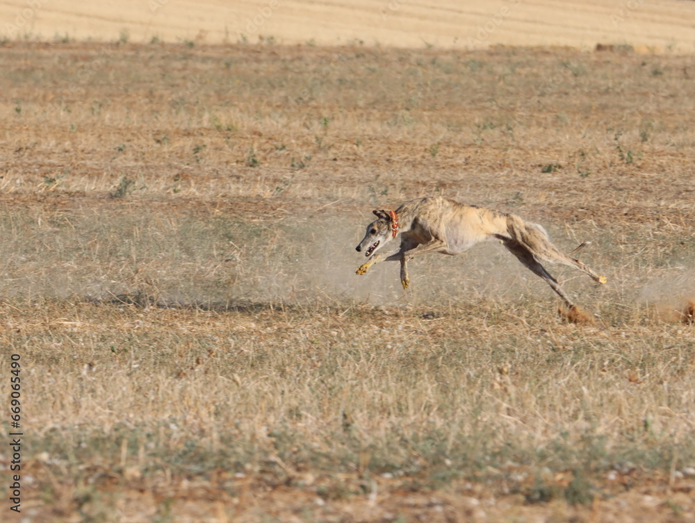 greyhound race fast dog domestic animal field hare hunting greyhound race fast dog domestic animal field hare hunting