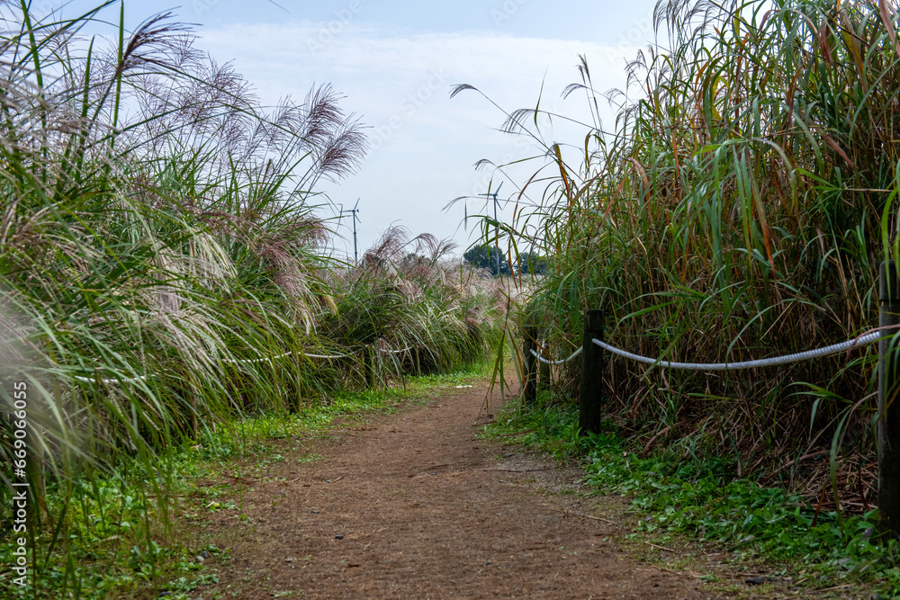 Beautiful and colorful view of silver grass,Miscanthus sinensis park. Beautiful and colorful view of silver grass,Miscanthus sinensis park.