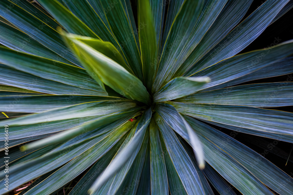 Fototapeta premium Yucca plant top view. From above view of green perennial shrubs . Yucca filamentosa plant