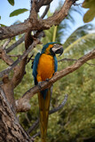 Isolated Blue and Gold Parrot in a Tree