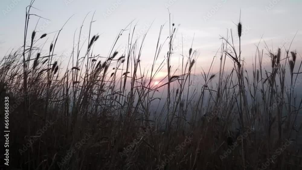 Blooming silhouette soft grass flowers field is blowing in the wind in sunset Blooming silhouette soft grass flowers field is blowing in the wind in sunset