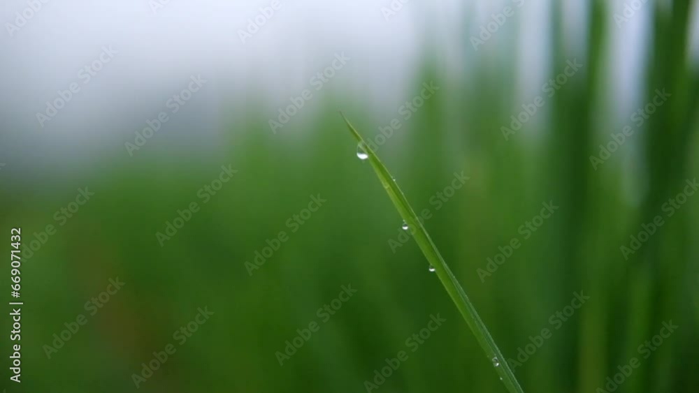 Freshness natural morning with dew drop on grass field and foggy rain forest Freshness natural morning with dew drop on grass field and foggy rain forest
