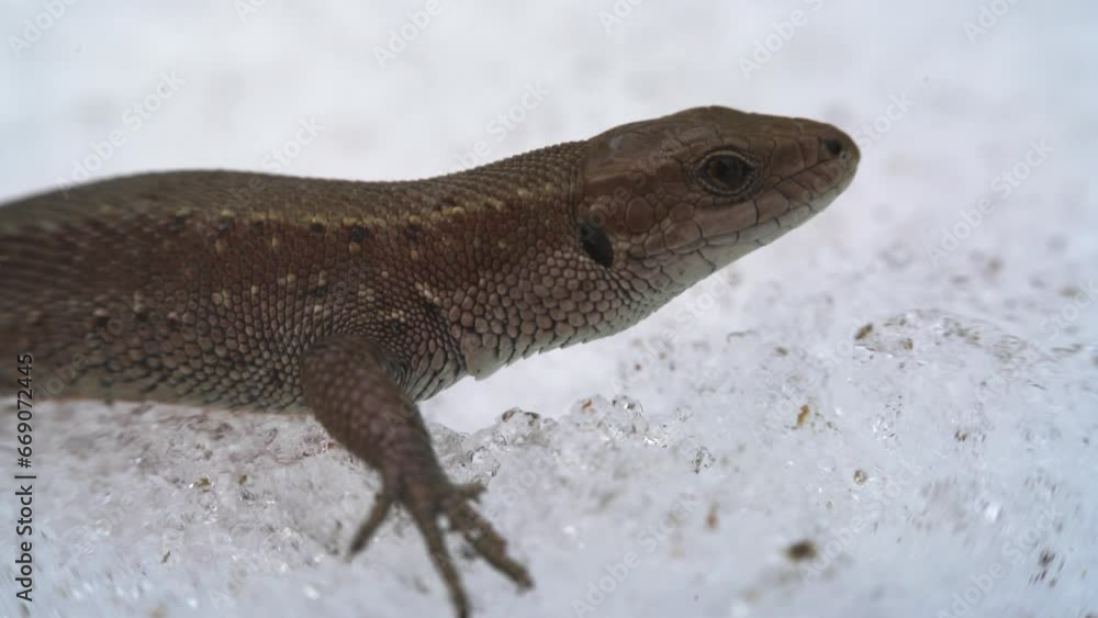 Common lizard (Lacerta vivipara). Portrait, moving of breathing lizard close-up (head) on snow background Common lizard (Lacerta vivipara). Portrait, moving of breathing lizard close-up (head) on snow background