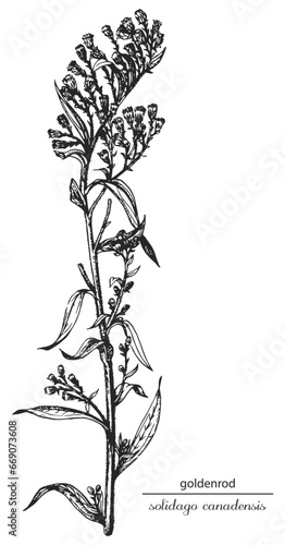 Tableau sur toile goldenrod, goldenrod monochrome, black and white goldenrod hand drawing, goldenrod sketch