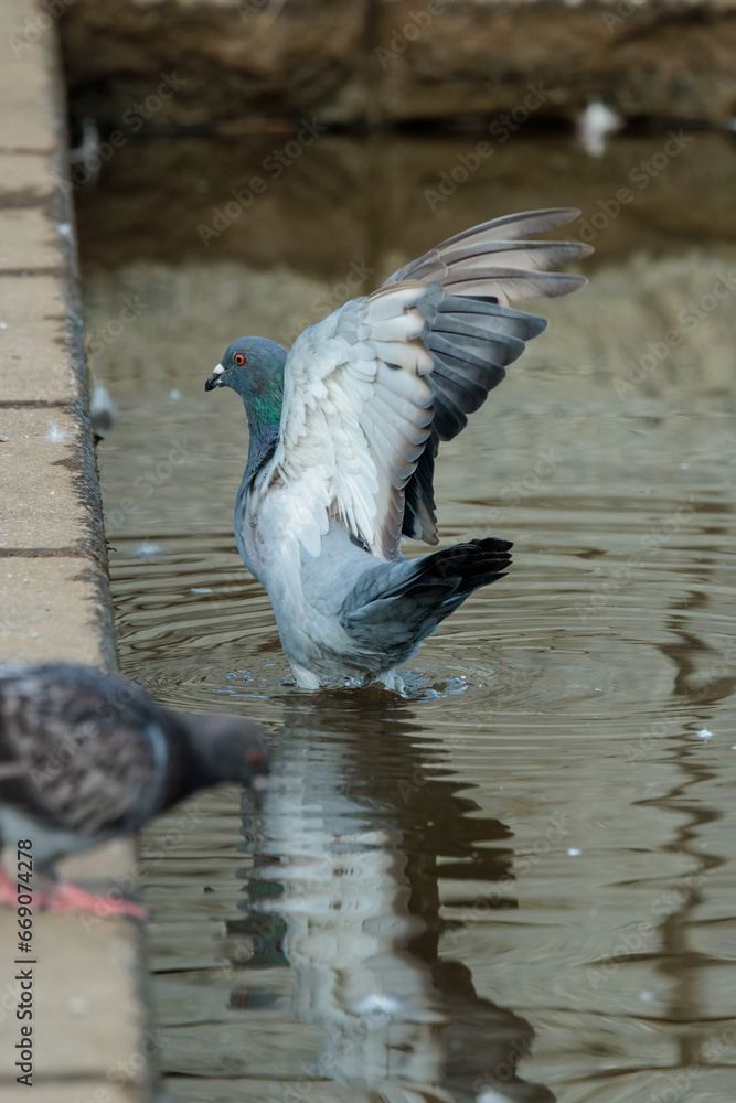 Fototapeta premium Rock dove (Columba livia)
