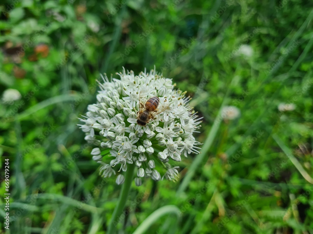 Nature’s Artistry: Blooming Onion in Full Bloom
Nature’s Artistry: Blooming Onion in Full Bloom