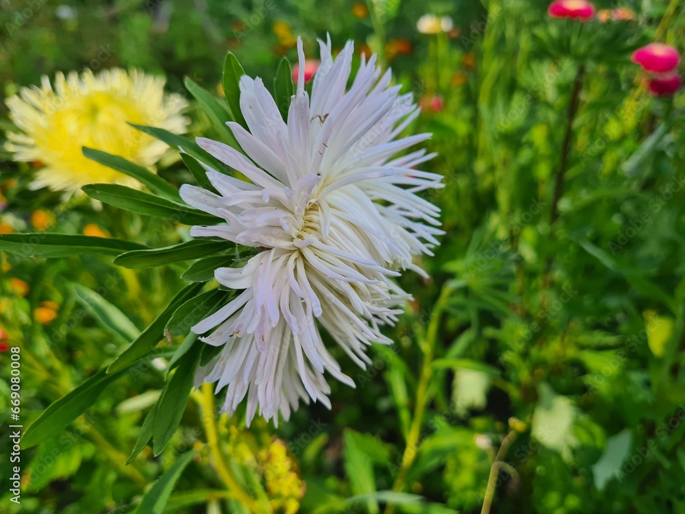 Colorful Symphony: Vibrant Aster Flowers in Full Bloom
Colorful Symphony: Vibrant Aster Flowers in Full Bloom
