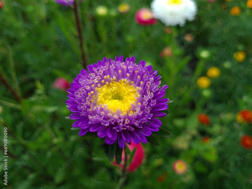 Fototapeta premium Colorful Symphony: Vibrant Aster Flowers in Full Bloom 