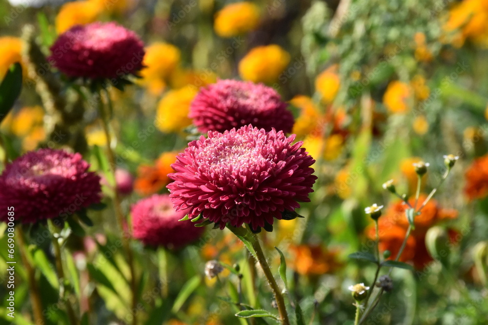 Colorful Symphony: Vibrant Aster Flowers in Full Bloom
Colorful Symphony: Vibrant Aster Flowers in Full Bloom