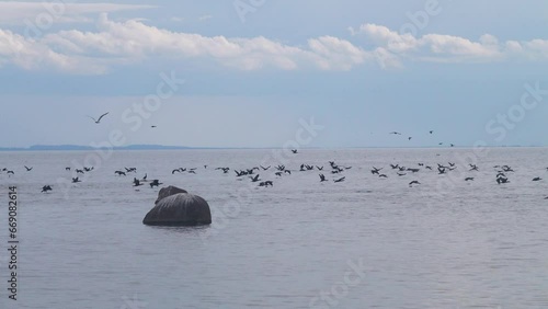 Clusters of seabirds on island (luda (rocky littoral shoal or islet) of Gulf of Finland, Baltic sea. Rich fish stocks, breeding colonies of aquatic birds. Great cormorants fly for fish, foraging road photo