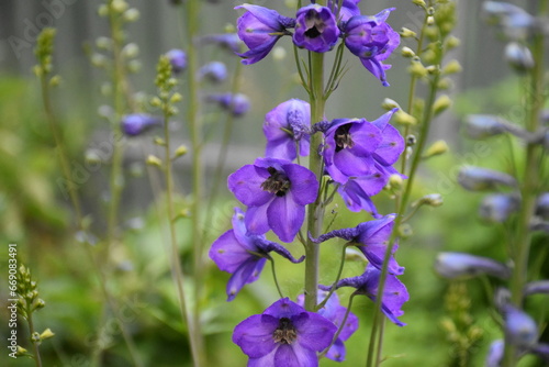 Majestic Blue Delphiniums in Full Bloom photo