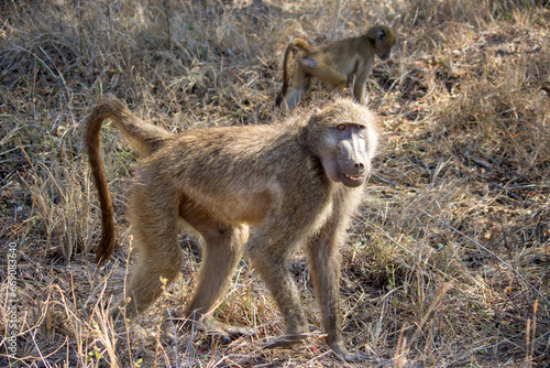 A baboon with a baby looking for food in Kruger National Park © John