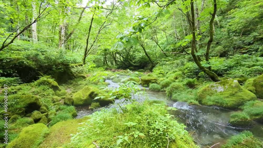 山奥の秘境。マイナスイオンたっぷりの渓流風景 山奥の秘境。マイナスイオンたっぷりの渓流風景