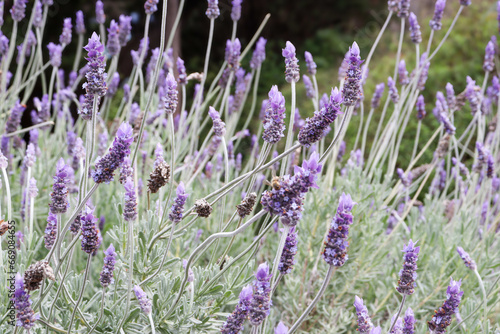 close up of lavender flowers