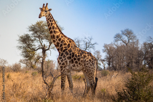 A southern giraffe standing in Kruger National Park