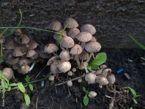 Mushrooms in the Garden: A Close-Up of Nature’s Fungi
 photo