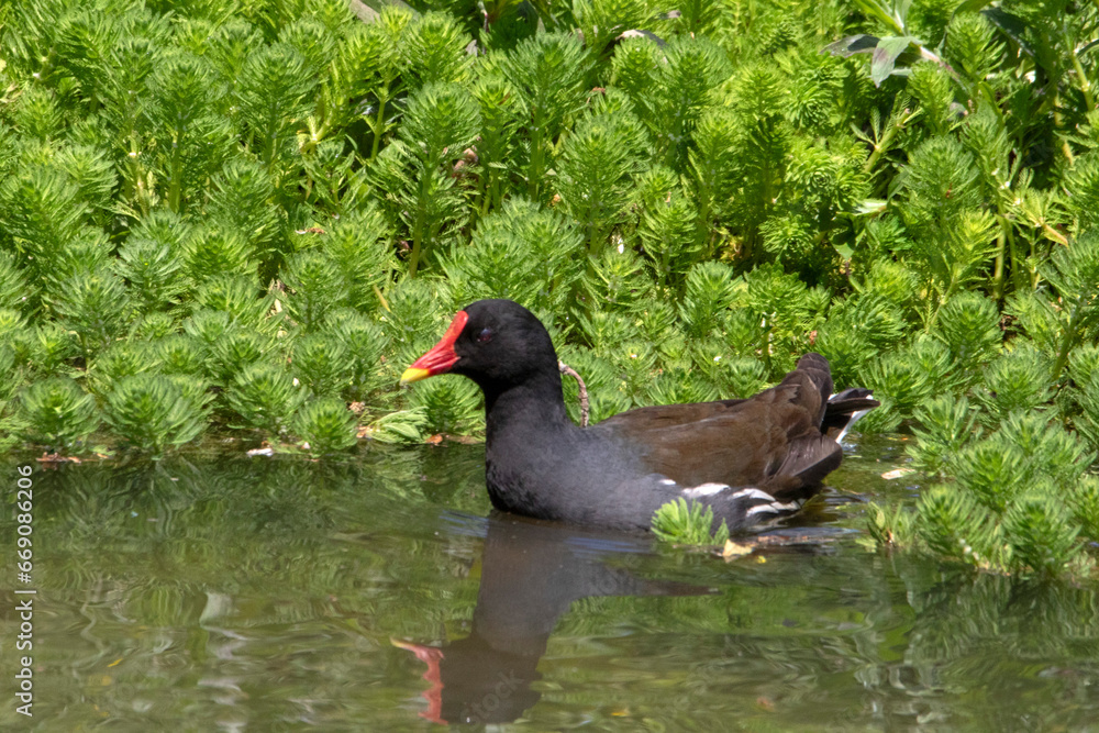 Poule d'eau sur la mare Poule d'eau sur la mare