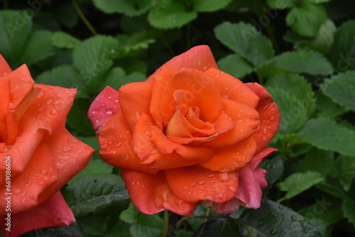 Elegant red Roses in Full Bloom photo