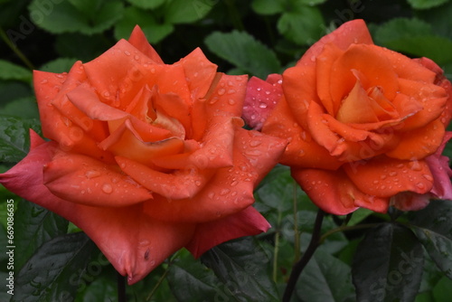 Elegant red Roses in Full Bloom photo