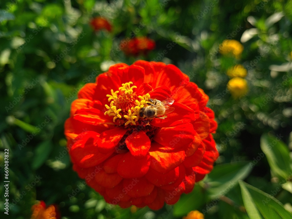 Red Yellow Zinnia in Full Bloom Red Yellow Zinnia in Full Bloom