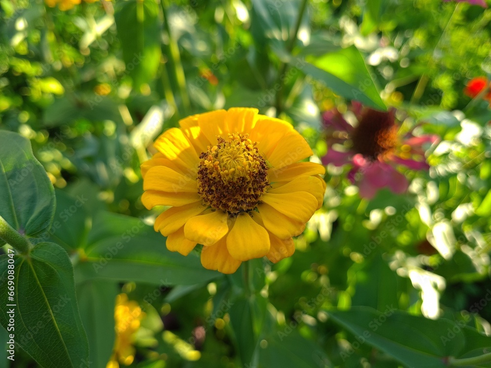 Vibrant Yellow Zinnia in Full Bloom Vibrant Yellow Zinnia in Full Bloom