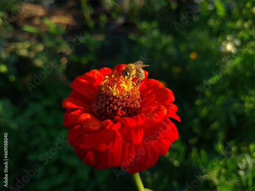 Red Yellow Zinnia in Full Bloom photo