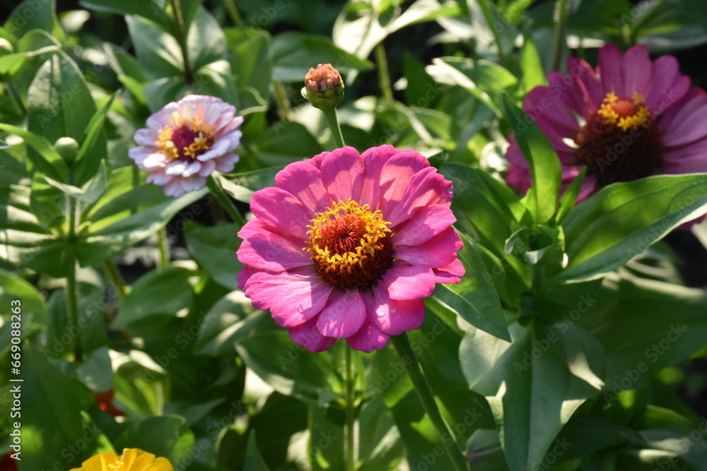 Obraz premium Violet Yellow Zinnia in Full Bloom