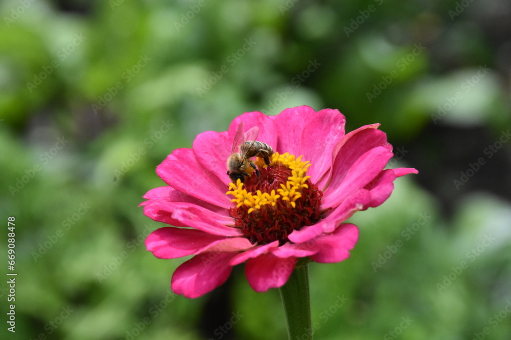 Vibrant Purple Zinnia in Full Bloom Vibrant Purple Zinnia in Full Bloom