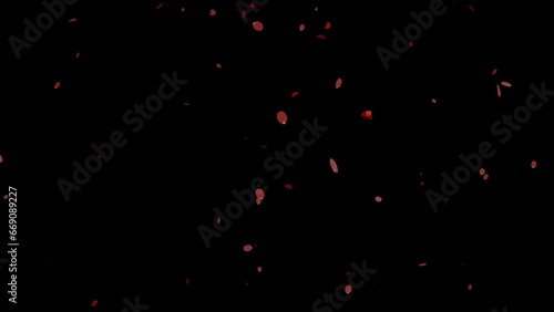 Rose petal falling. Falling red Cherry Blossoms Side Wind with Alpha channel, Element footage. Fall start to end. Romantic background photo
