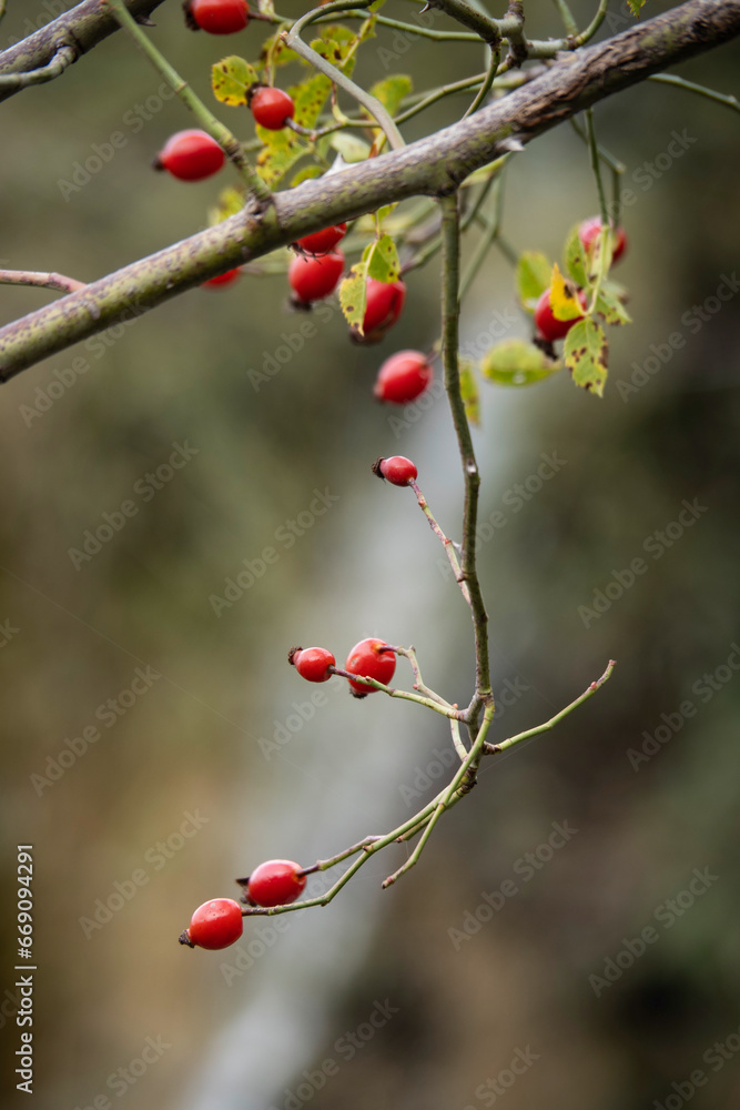 wild berries from the Albarracín forest (Spain) wild berries from the Albarracín forest (Spain)